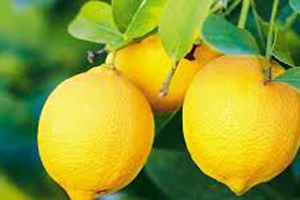 Limon